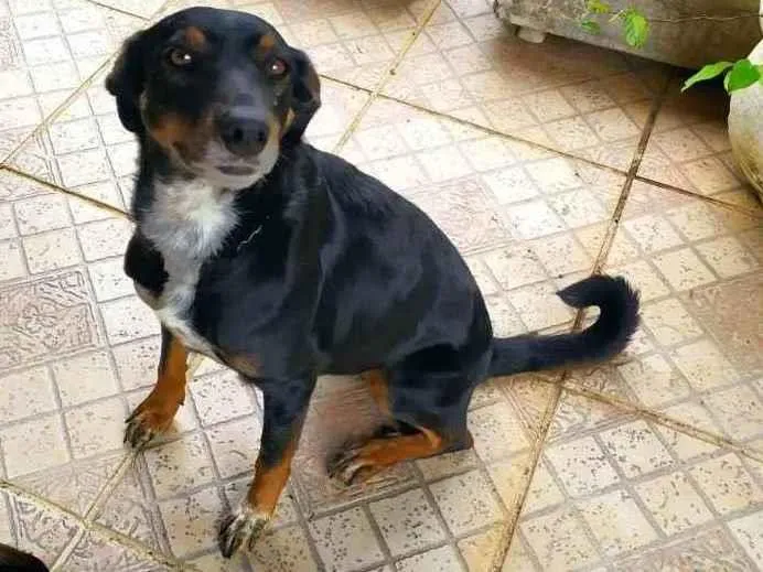 Cachorro ra a SRD idade 2 anos nome Beocca