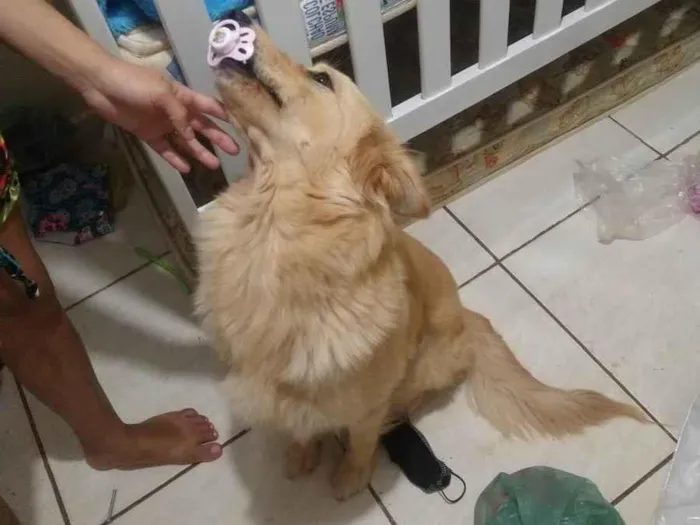 Cachorro ra a Pasto suíço com golden retrive idade 1 ano nome Luna