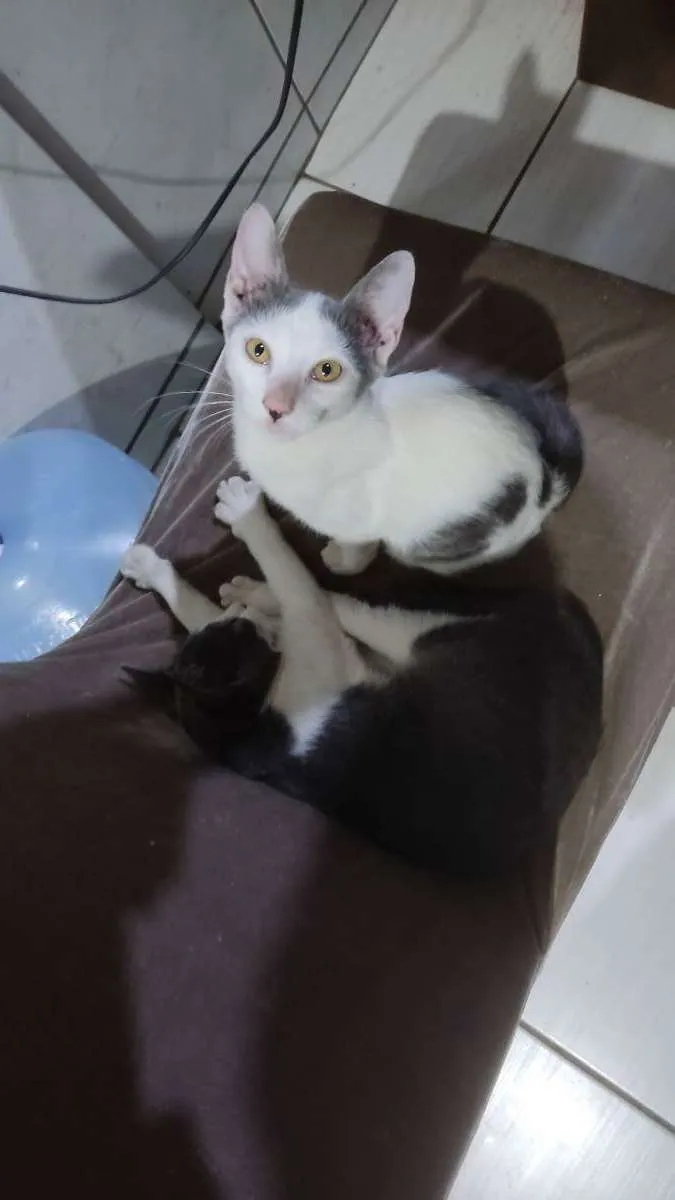 Gato raça Não sabemos  idade 2 a 6 meses nome Não tem nome 