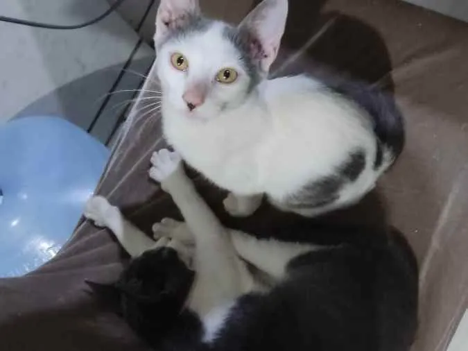 Gato raça Não sabemos  idade 2 a 6 meses nome Não tem nome 