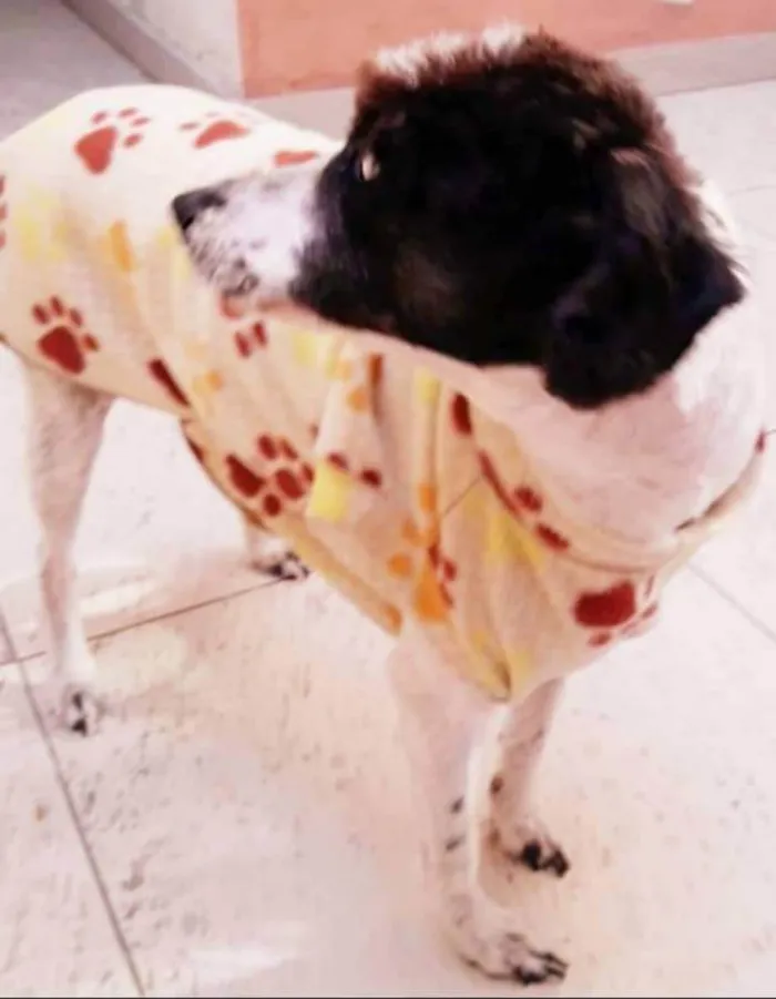 Cachorro ra a SRD idade 5 anos nome Cristal