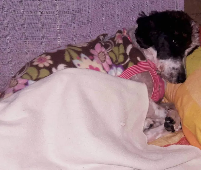 Cachorro ra a SRD idade 5 anos nome Cristal