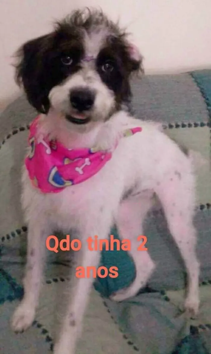 Cachorro ra a SRD idade 5 anos nome Cristal