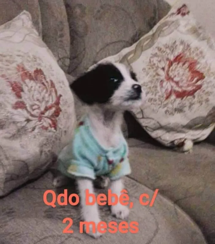 Cachorro ra a SRD idade 5 anos nome Cristal