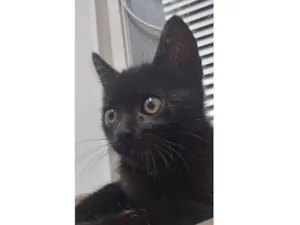 Gato raça SRD idade 2 a 6 meses nome Chantilly