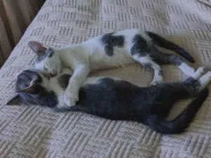 Gato raça Não sabemos  idade 2 a 6 meses nome Não tem nome 