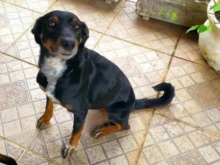 Cachorro ra a SRD idade 2 anos nome Beocca