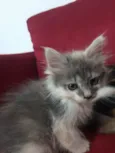 lari