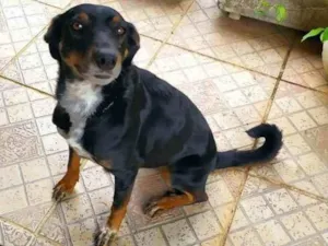 Cachorro raça SRD idade 2 anos nome Beocca