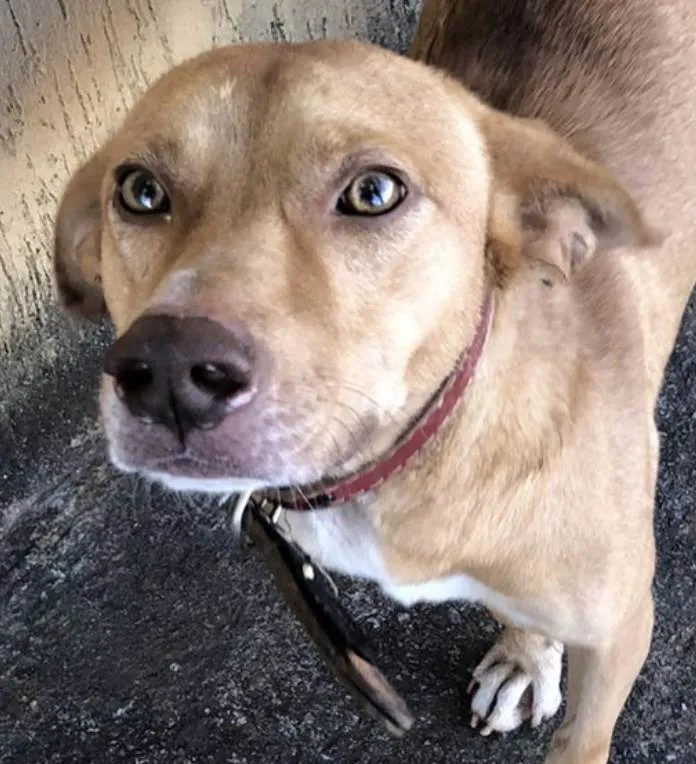Cachorro ra a Mestiço  idade 7 a 11 meses nome Marley 