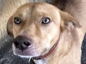 Cachorro raça Mestiço  idade 7 a 11 meses nome Marley 