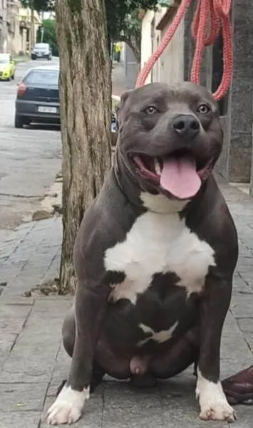 Cachorro raça American bully  idade 1 ano nome Dony