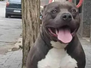 Cachorro raça American bully  idade 1 ano nome Dony