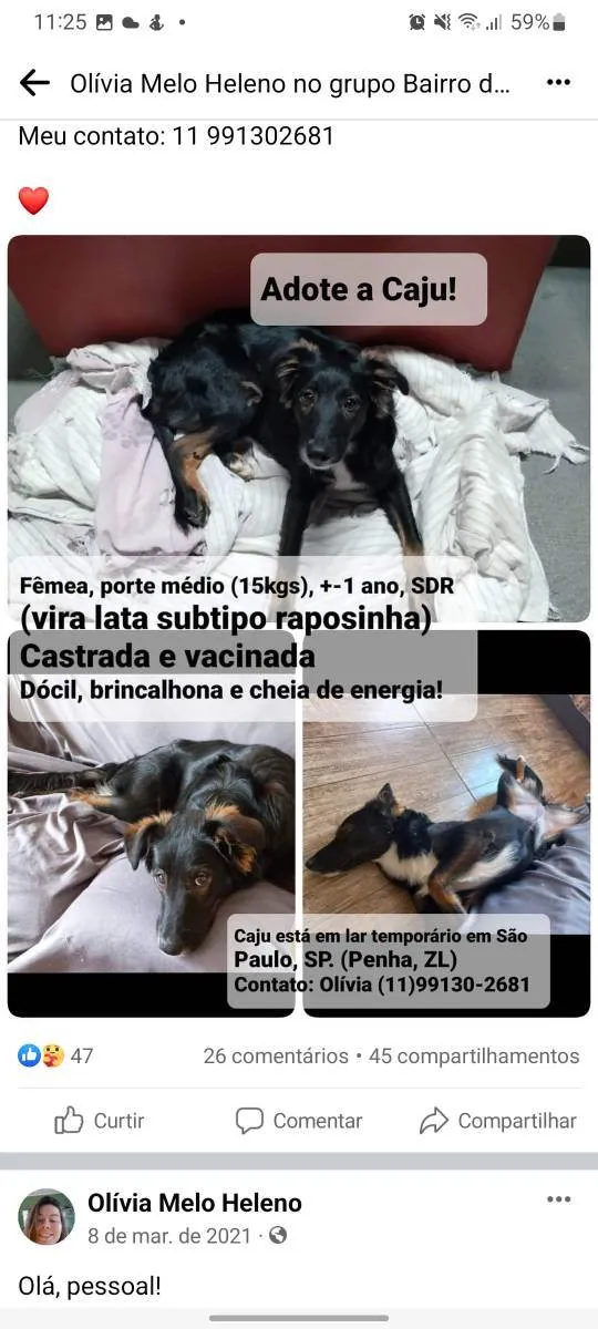 Cachorro ra a SDR idade 7 a 11 meses nome Caju