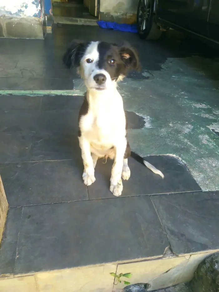 Cachorro raça SRD idade Abaixo de 2 meses nome Princesa 