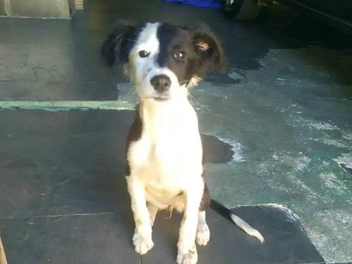 Cachorro raça SRD idade Abaixo de 2 meses nome Princesa 