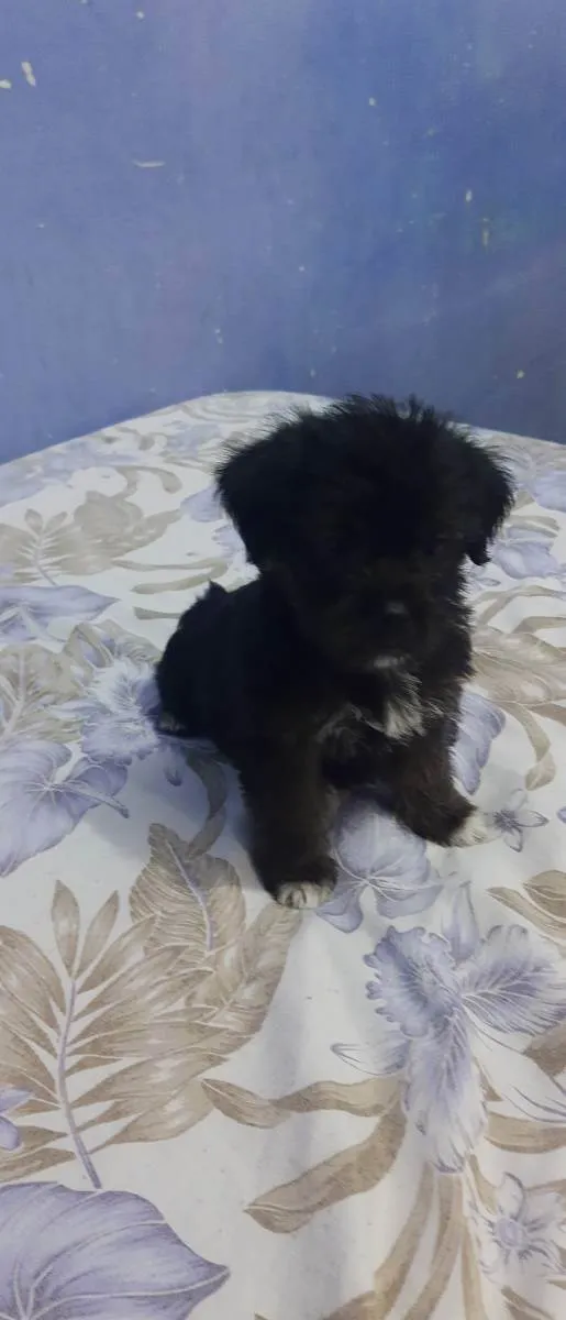 Cachorro raça Shitzu  idade 2 a 6 meses nome Sem nome 