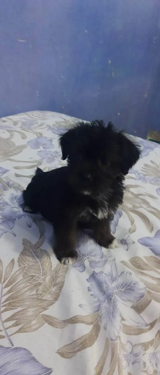 Cachorro raça Shitzu  idade 2 a 6 meses nome Sem nome 