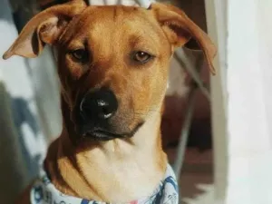 Cachorro raça SRD idade 3 anos nome Dobby