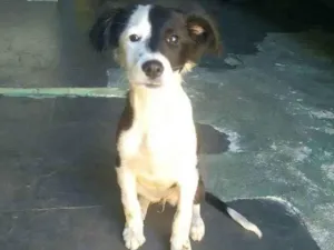 Cachorro raça SRD idade Abaixo de 2 meses nome Princesa 