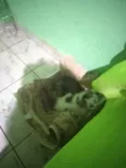 Tico