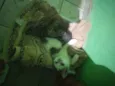 Tico