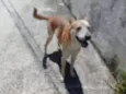 Cachorro raça Srd idade 1 ano nome Trovão bonzinho 