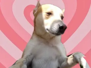 Cachorro raça Srd idade 1 ano nome Trovão bonzinho 