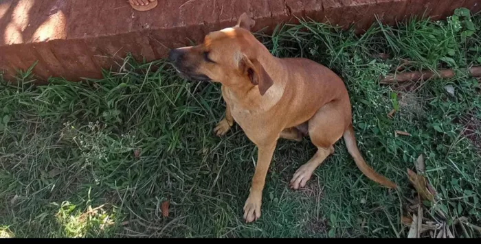 Cachorro raça Fila com vira lata idade 3 anos nome Morgana 