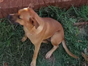 Cachorro raça Fila com vira lata idade 3 anos nome Morgana 