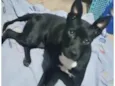 Cachorro raça Srd  idade 7 a 11 meses nome Alina bb 10 meses 