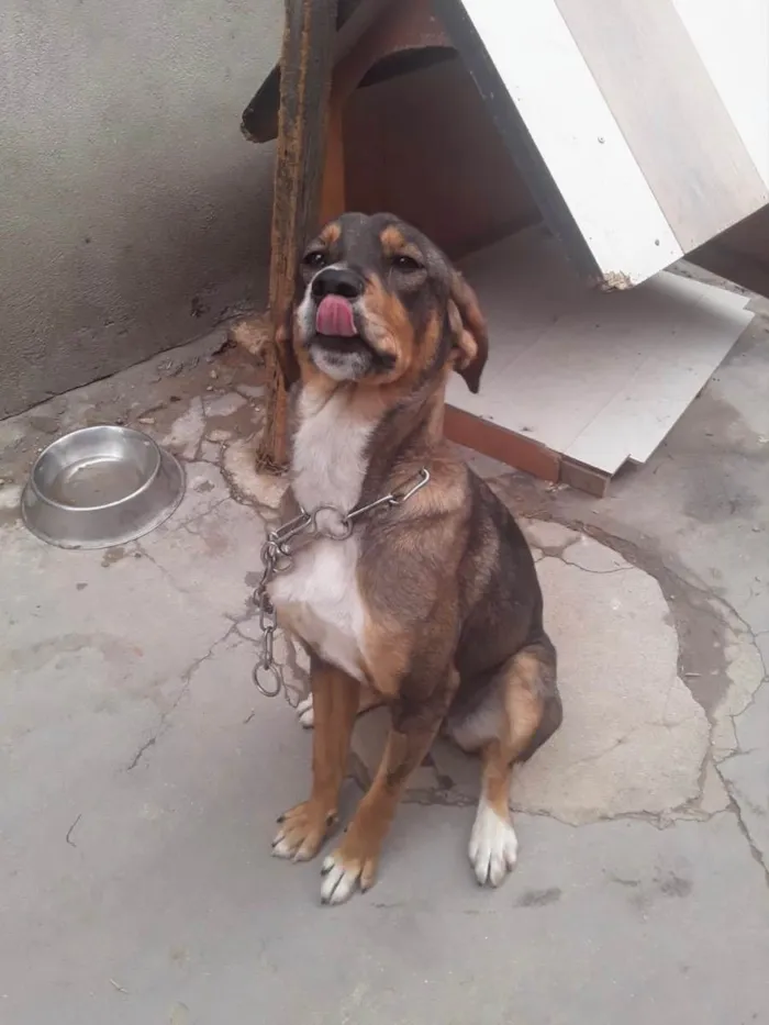 Cachorro raça Srd idade 7 a 11 meses nome Carly bb9meses 