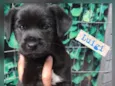 Cachorro raça Srd  idade 2 a 6 meses nome Luigi