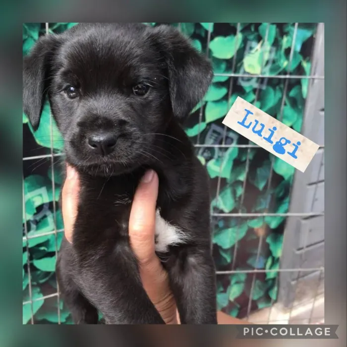 Cachorro raça Srd idade 2 a 6 meses nome LIPE