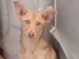 Cachorro raça Sem raça  idade 1 ano nome Leo 