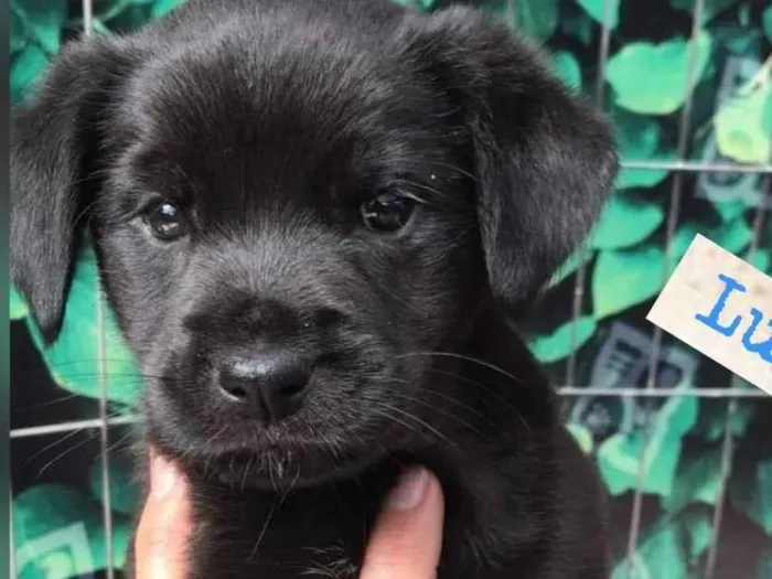 Cachorro raça Srd idade 2 a 6 meses nome LIPE