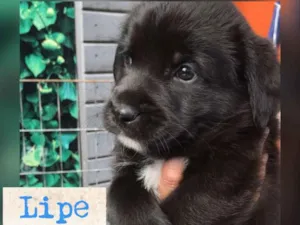 Cachorro raça Srd idade 2 a 6 meses nome LIPE