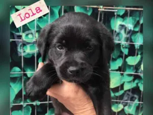 Cachorro raça Srd idade 2 a 6 meses nome Lola