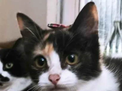 Gato raça Viralatinha idade 2 a 6 meses nome Pelúcia e dengosa