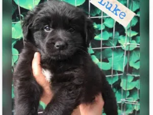 Cachorro raça Srd idade 2 a 6 meses nome LUKE