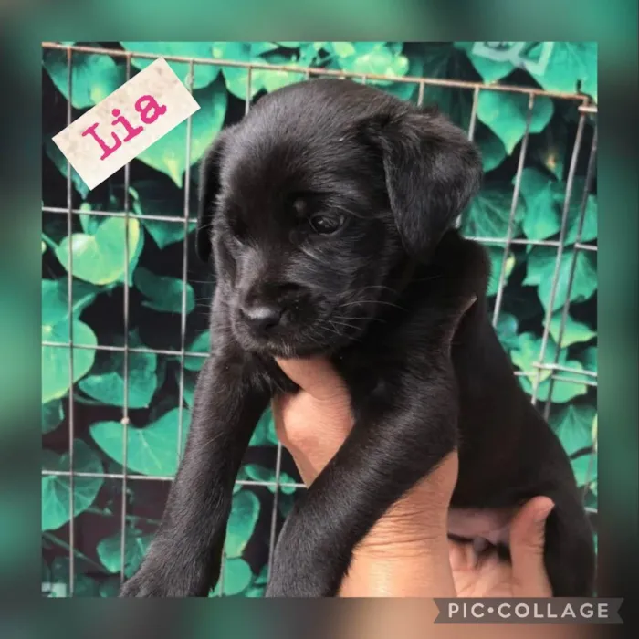 Cachorro raça Srd  idade 2 a 6 meses nome LIA