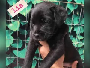 Cachorro raça Srd  idade 2 a 6 meses nome LIA
