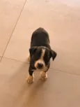 Milu