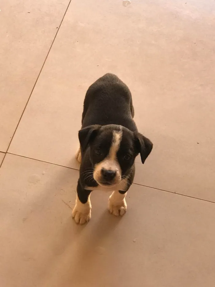 Cachorro raça SRD(sem raça definida  idade 2 a 6 meses nome Milu