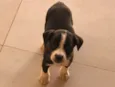 Milu