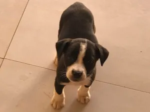 Cachorro raça SRD(sem raça definida  idade 2 a 6 meses nome Milu