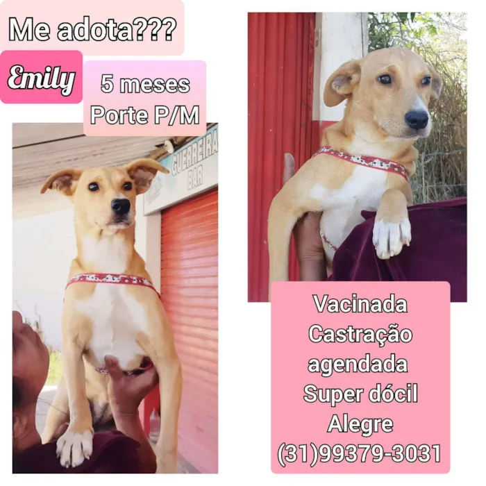 Cachorro raça SRD idade 2 a 6 meses nome Emily