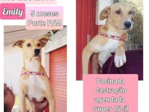 Cachorro raça SRD idade 2 a 6 meses nome Emily