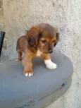 Frederico