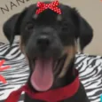 Nanda 